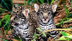 Cubs jaguars baby animals