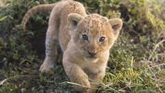 Cubs Lions baby animals