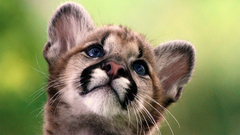 Cubs mountain lions baby