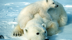 Cubs polar Bears Animals