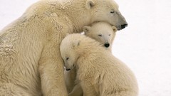 Cubs Polar Bears mother cuddling baby animals