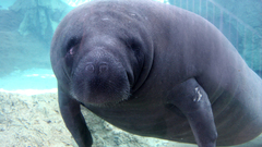 Curious manatee ing preferably