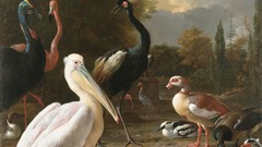 Curves The feather true floating 1680 melchior hondecoeter