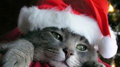 Cute Animals cat Christmas