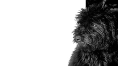 Cute black dog animal