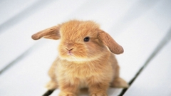 Cute bunny animal
