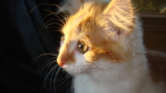 Cute cats Animals kitten