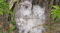 Cute cubs animal kitten