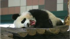 Cute panda Bear Animals