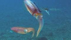 Cuttle fish high Aquarium