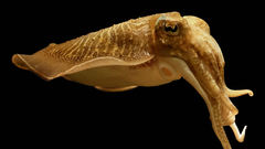 Cuttlefish
