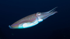 Cuttlefish flight Aquarium and