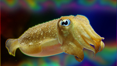 Cuttlefish Sea