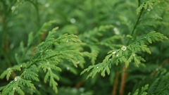 Cypress cupressaceae nature