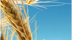 Cytheria bookworm bitches rapidshare