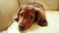 Dachshund