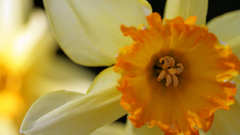 Daffodil close Flowers flower
