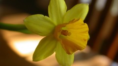 Daffodils Flowers macro depth