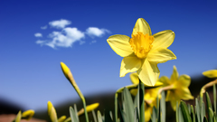 Daffodils yellow flowers