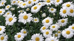 Daisies