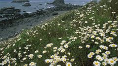 Daisies and Sea Stacks