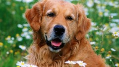 Daisies Animals Dogs golden retriever