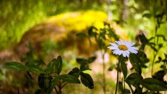 Daisies Flowers Garden white flowers blurred background