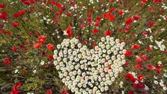 Daisies Flowers Hearts