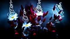 Daisies Flowers light wings little Photo manipulation digital 