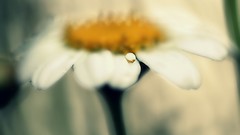 Daisies Flowers nature close-up white flowers blurred water 