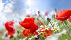 Daisies Flowers nature Poppies red flowers