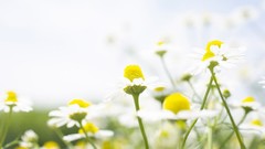 Daisies Flowers nature white flowers