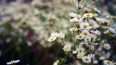 Daisies Flowers nature white flowers blurred background