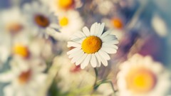 Daisies Flowers nature white flowers depth of field