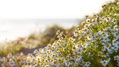 Daisies Flowers nature white flowers depth of field