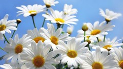 Daisies Flowers sky