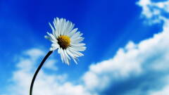 Daisies Flowers sky white flowers Plants macro clouds blue white