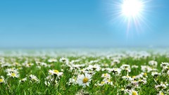 Daisies Flowers sun white flowers