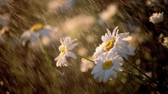 Daisies Flowers wet white flowers