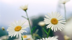Daisies Flowers white flowers