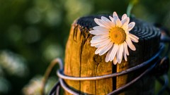 Daisies Flowers white flowers