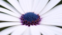 Daisies Flowers white flowers