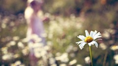 Daisies Flowers white flowers bokeh blurred background