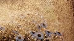 Daisies Flowers white flowers bokeh water drops sunlight