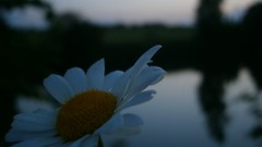 Daisies Flowers white flowers lakes blurred background