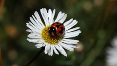 Daisies insects ladybirds