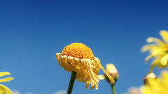 Daisies macro blue Flowers Plants yellow flowers