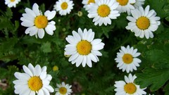 Daisies spring flower