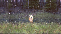 Daisy Brand New album