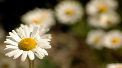 Daisy ramune flower